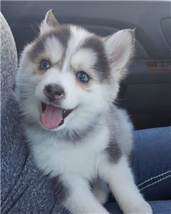 PomskyandSiberianHuskyPuppies