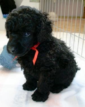 Blackminiaturepoodle