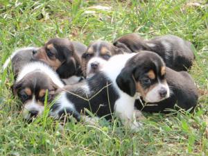 AKCBeaglePuppies