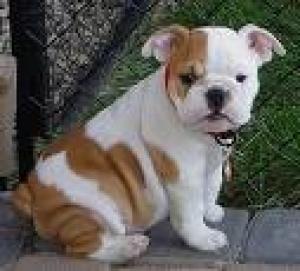 adoptourenglishbulldog