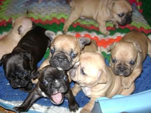 AKCFrenchbulldogPuppies