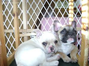 frenchbulldogfemales