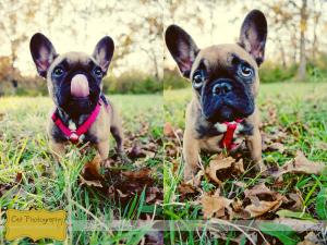 FrenchBulldogPuppies