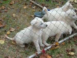 WhiteAKCGermanShepherdPuppies