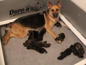 AKCGermanShepherdPuppies