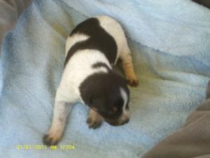 AustrailianCattleDogPuppies