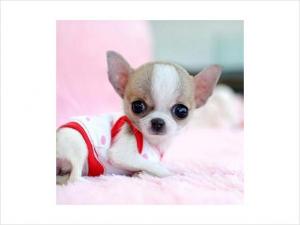 TinyToyChihuahuaPuppiesBoth-