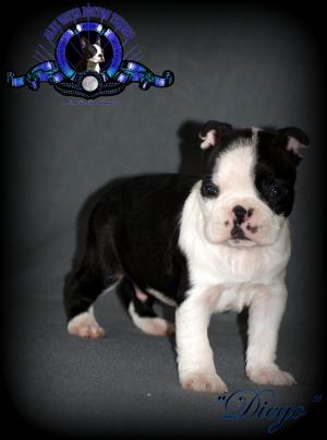 AKCBlueWaterBostonTerrierPuppies