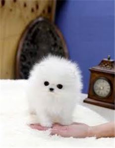 CutePomeranianpuppyforadoption