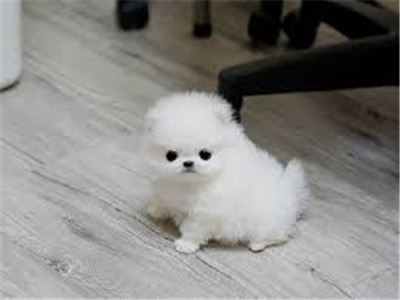 CutePomeranianpuppyforadoption