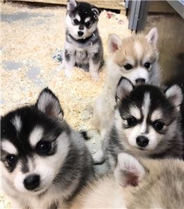 PomskyandSiberianHuskyPuppiesAvailable