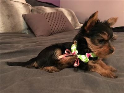 TinyAdorableBabyYorkiePuppy