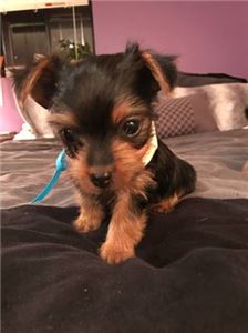 TinyAdorableBabyYorkiePuppy