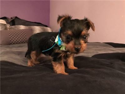 VeryTinyTeacupYorkiePuppiesNowAvailable