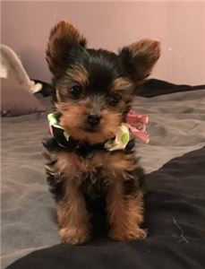 HealthyYorkiePups