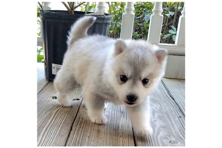 PomskyandSiberianHuskyPuppies-