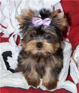 TeaCupYorkiesForFreeAdoption