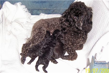 ChBredToyPoodlePups