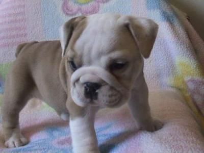 englishbulldogpuppyforadoption