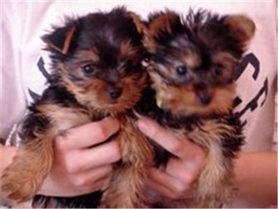 lovelymaleandfemaleteacupyorkiepuppiesfor